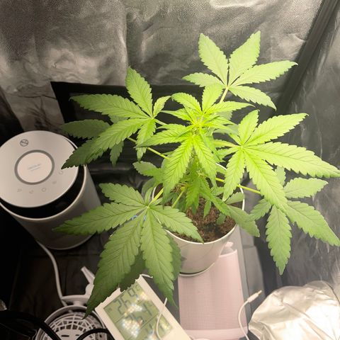 Creamatic growlog photo: Una hoja con colores raros me descuadres desde hace dos días 