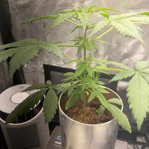 Creamatic growlog photo: Una hoja con colores raros me descuadres desde hace dos días 