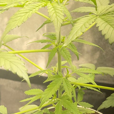 Creamatic growlog photo: Una hoja con colores raros me descuadres desde hace dos días 