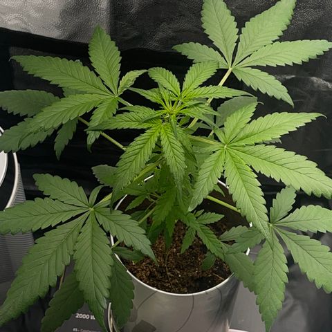 Creamatic growlog photo: Una hoja con colores raros me descuadres desde hace dos días 
