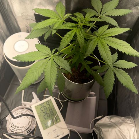 Creamatic growlog photo: Una hoja con colores raros me descuadres desde hace dos días 
