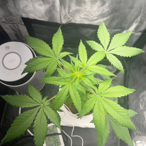 Creamatic growlog photo: Ayer estaban las hojas caídas parecía exceso de riego I carencia de algo hoy regué con 0,5 de candy bud para añadirle magnesio y en unos dies echaré cannazym por si acaso halla habido problemas en raíces.