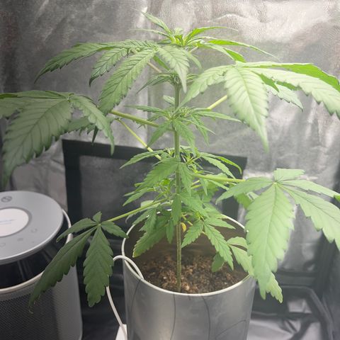 Creamatic growlog photo: Ayer estaban las hojas caídas parecía exceso de riego I carencia de algo hoy regué con 0,5 de candy bud para añadirle magnesio y en unos dies echaré cannazym por si acaso halla habido problemas en raíces.