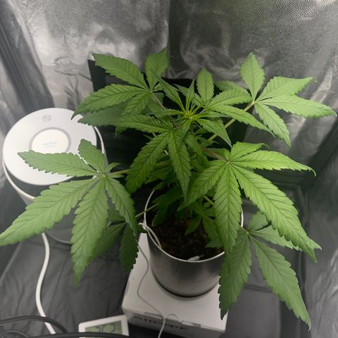 Creamatic growlog photo: Ayer estaban las hojas caídas parecía exceso de riego I carencia de algo hoy regué con 0,5 de candy bud para añadirle magnesio y en unos dies echaré cannazym por si acaso halla habido problemas en raíces.