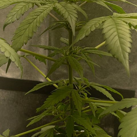 Creamatic growlog photo: Ayer estaban las hojas caídas parecía exceso de riego I carencia de algo hoy regué con 0,5 de candy bud para añadirle magnesio y en unos dies echaré cannazym por si acaso halla habido problemas en raíces.