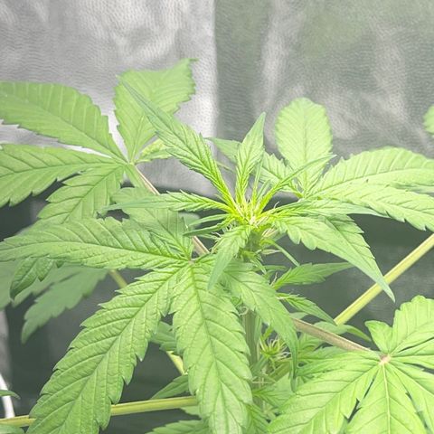 Creamatic growlog photo: Ayer estaban las hojas caídas parecía exceso de riego I carencia de algo hoy regué con 0,5 de candy bud para añadirle magnesio y en unos dies echaré cannazym por si acaso halla habido problemas en raíces.
