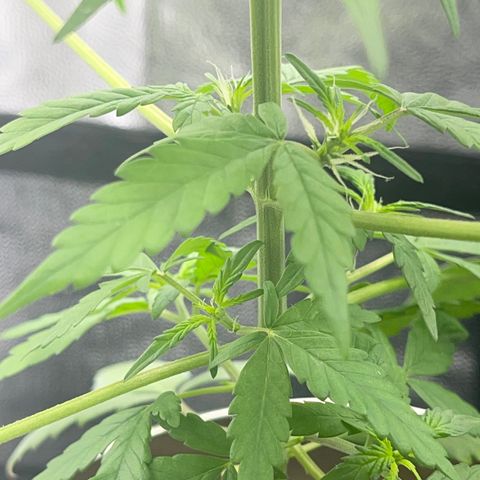 Creamatic growlog photo: Ayer estaban las hojas caídas parecía exceso de riego I carencia de algo hoy regué con 0,5 de candy bud para añadirle magnesio y en unos dies echaré cannazym por si acaso halla habido problemas en raíces.