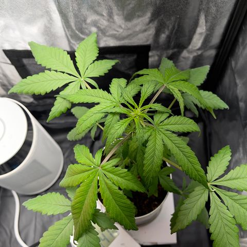 Creamatic growlog photo: Después de unas horas de nutrientes