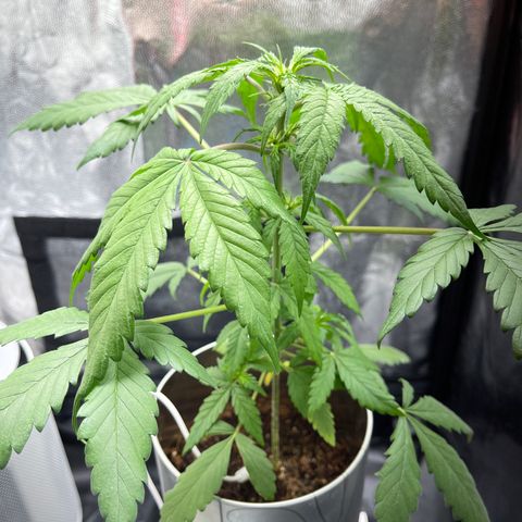 Creamatic growlog photo: Después de unas horas de nutrientes
