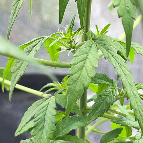 Creamatic growlog photo: Después de unas horas de nutrientes