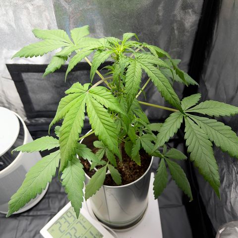 Creamatic growlog photo: Después de unas horas de nutrientes