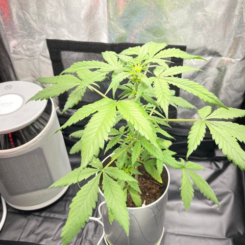 Creamatic growlog timeline photo