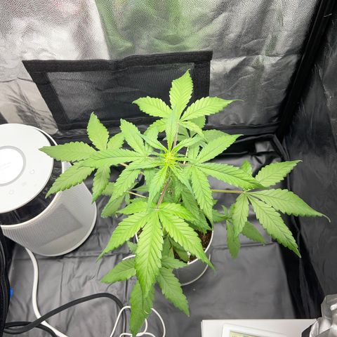 Creamatic growlog timeline photo
