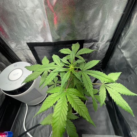 Creamatic growlog timeline photo
