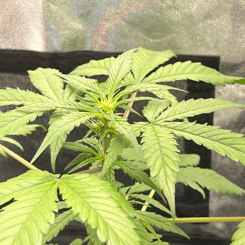 Creamatic growlog timeline photo