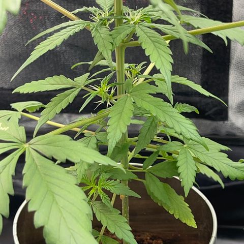 Creamatic growlog timeline photo