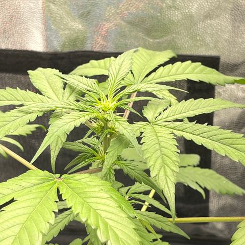 Creamatic growlog timeline photo