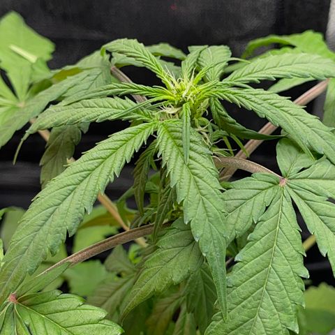 Creamatic growlog timeline photo