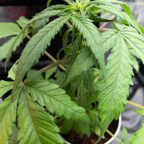 Creamatic growlog timeline photo