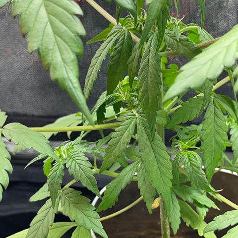 Creamatic growlog timeline photo