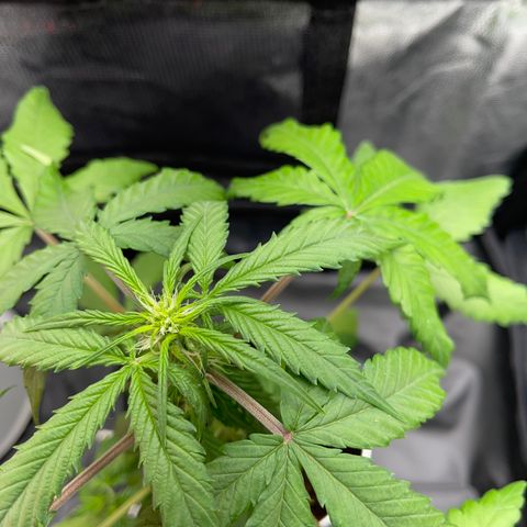 Creamatic growlog timeline photo