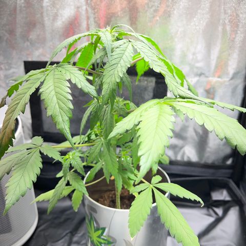 Creamatic growlog timeline photo