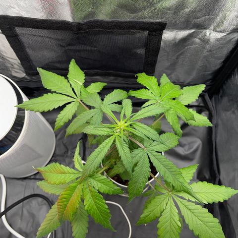 Creamatic growlog timeline photo