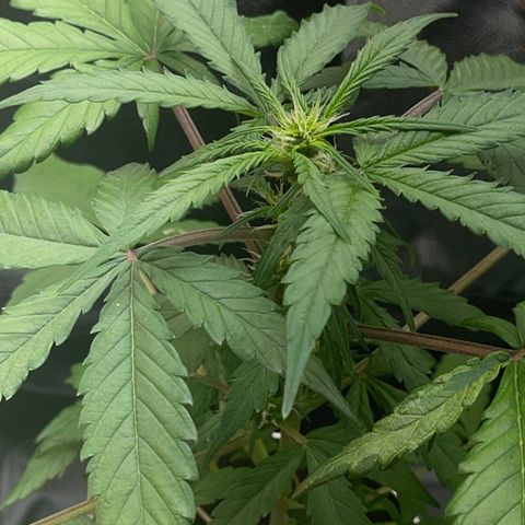 Creamatic growlog photo: Se ve más cargados las flores y están apareciendo muchos más puntos de floración 