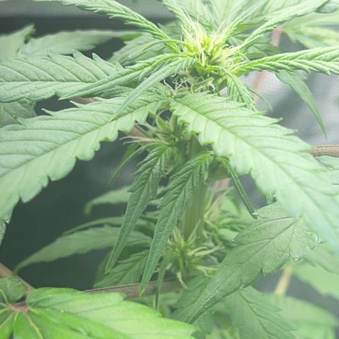 Creamatic growlog photo: Se ve más cargados las flores y están apareciendo muchos más puntos de floración 