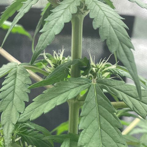 Creamatic growlog photo: Se ve más cargados las flores y están apareciendo muchos más puntos de floración 