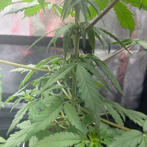 Creamatic growlog photo: Se ve más cargados las flores y están apareciendo muchos más puntos de floración 