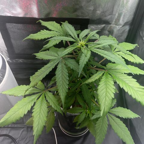 Creamatic growlog photo: Se ve más cargados las flores y están apareciendo muchos más puntos de floración 