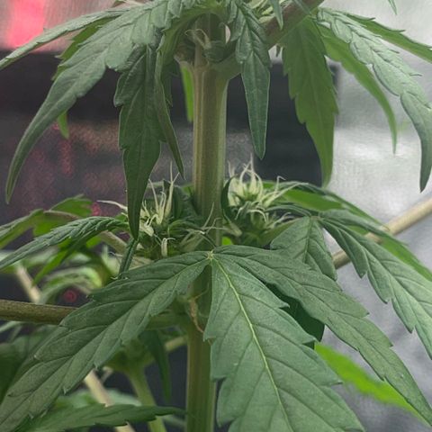 Creamatic growlog photo: Se ve más cargados las flores y están apareciendo muchos más puntos de floración 