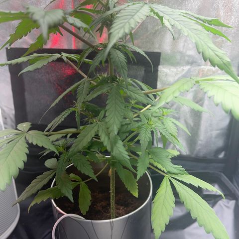 Creamatic growlog photo: Se ve más cargados las flores y están apareciendo muchos más puntos de floración 