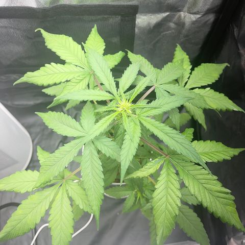 Creamatic growlog timeline photo