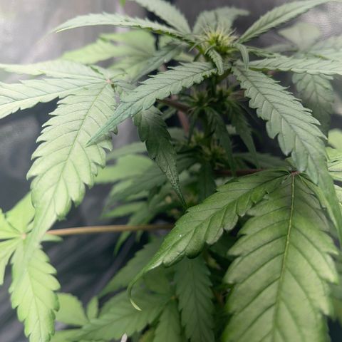 Creamatic growlog photo: Mejor de Salud en general a simple vista ya huele bastante y no dejan de aparecer puntos de floración esta preciosa 😘🎄