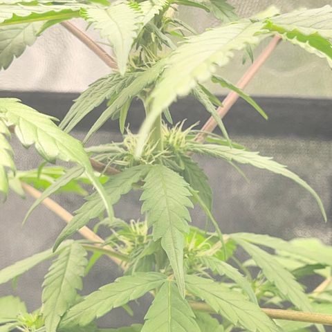 Creamatic growlog photo: Mejor de Salud en general a simple vista ya huele bastante y no dejan de aparecer puntos de floración esta preciosa 😘🎄
