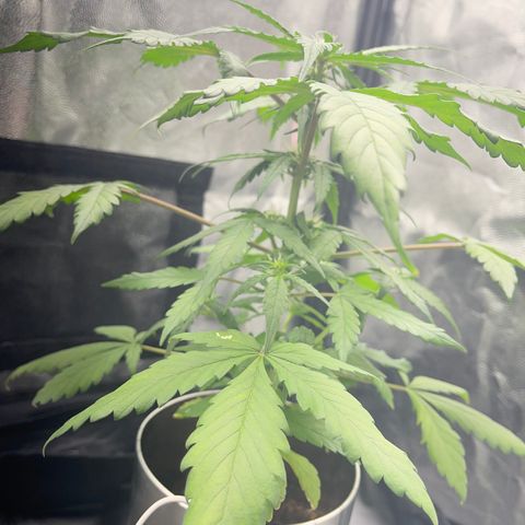 Creamatic growlog photo: Mejor de Salud en general a simple vista ya huele bastante y no dejan de aparecer puntos de floración esta preciosa 😘🎄