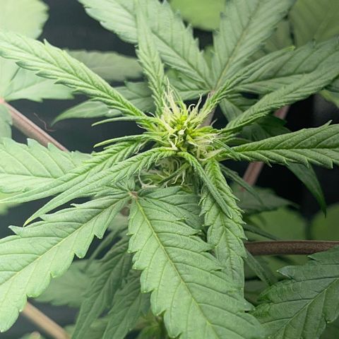 Creamatic growlog photo: Mejor de Salud en general a simple vista ya huele bastante y no dejan de aparecer puntos de floración esta preciosa 😘🎄