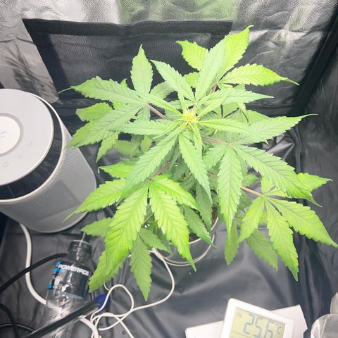 Creamatic growlog photo: Mejor de Salud en general a simple vista ya huele bastante y no dejan de aparecer puntos de floración esta preciosa 😘🎄