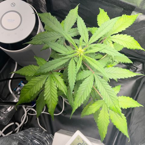 Creamatic growlog photo: Mejor de Salud en general a simple vista ya huele bastante y no dejan de aparecer puntos de floración esta preciosa 😘🎄