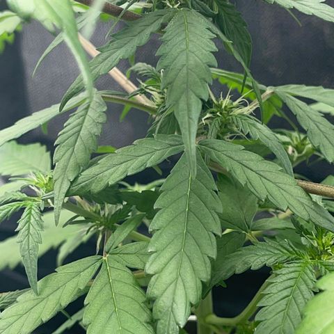 Creamatic growlog photo: Mejor de Salud en general a simple vista ya huele bastante y no dejan de aparecer puntos de floración esta preciosa 😘🎄