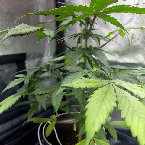 Creamatic growlog timeline photo