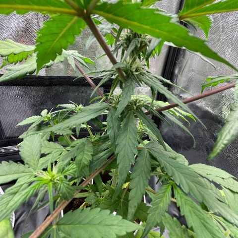 Creamatic growlog timeline photo