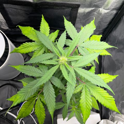 Creamatic growlog timeline photo