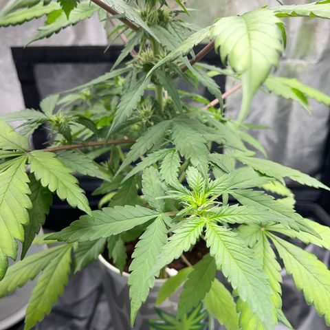 Creamatic growlog timeline photo