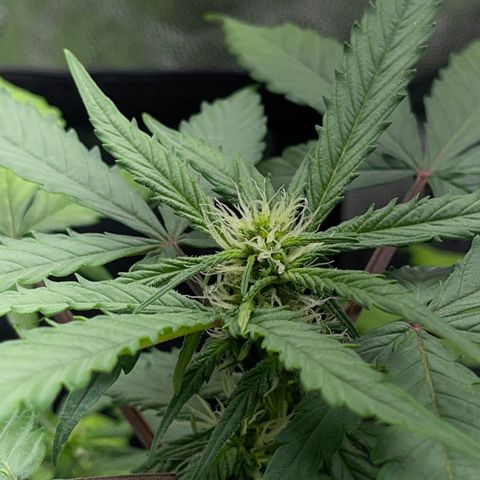 Creamatic growlog timeline photo