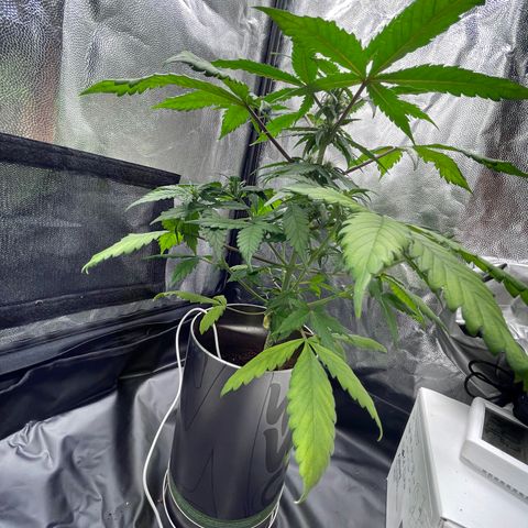 Creamatic growlog timeline photo