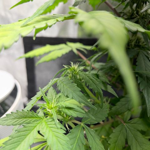 Creamatic growlog timeline photo
