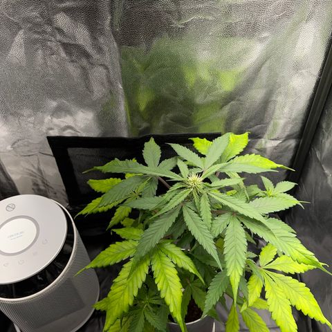 Creamatic growlog timeline photo
